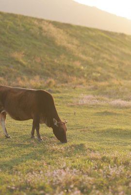 फूल निउ जिओ किन (20 पी)